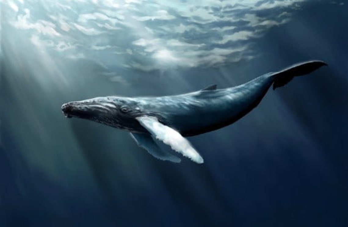 HUMPBACK WHALE GLOSSY Poster Picture Photo Banner Marine - Etsy