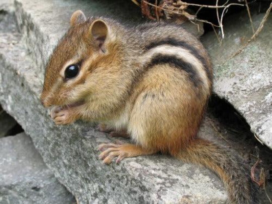 North American Chipmunk Glossy Poster Picture Banner Print Photo ...