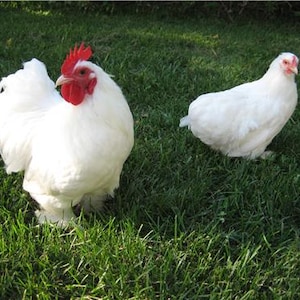 White Chickens Glossy Poster Picture Photo Rooster Hen Bird Farm Animal Egg Conversationprints