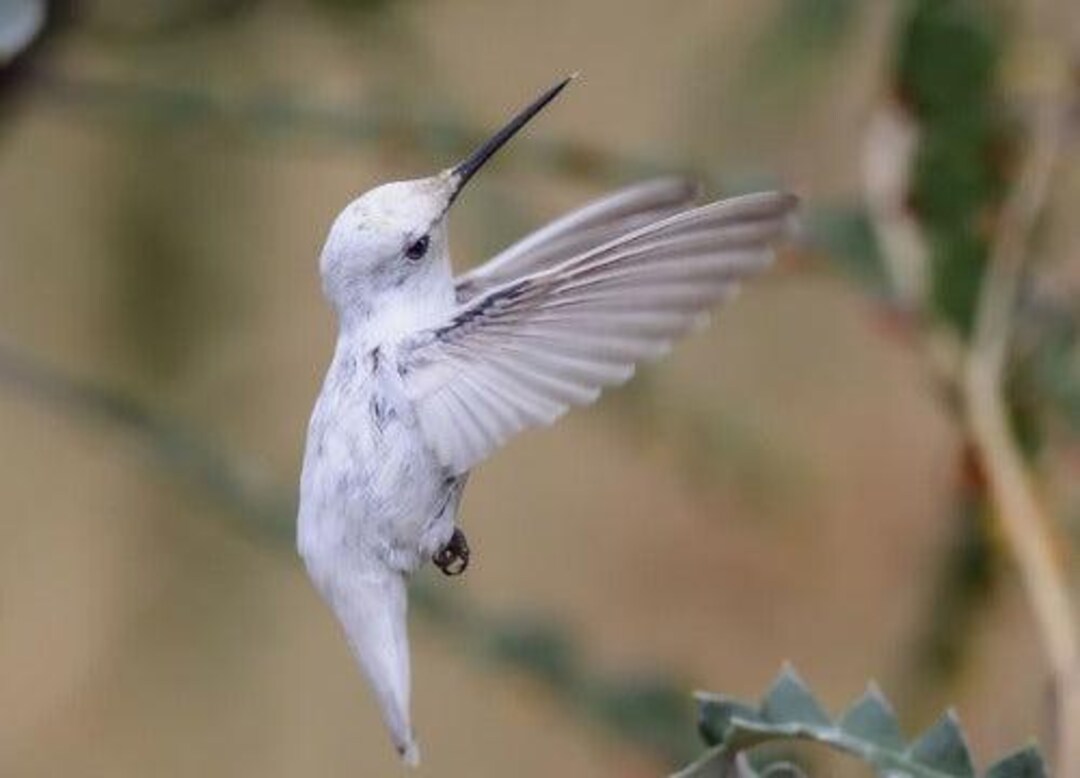 Stunning Small Outdoor Aviary For Hummingbirds And More image