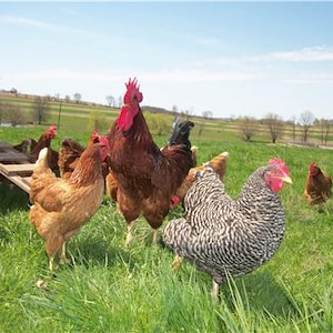 Chicken Flock Glossy Poster Picture Photo Rooster Hen Bird Eggs Barn Farm Conversationprints