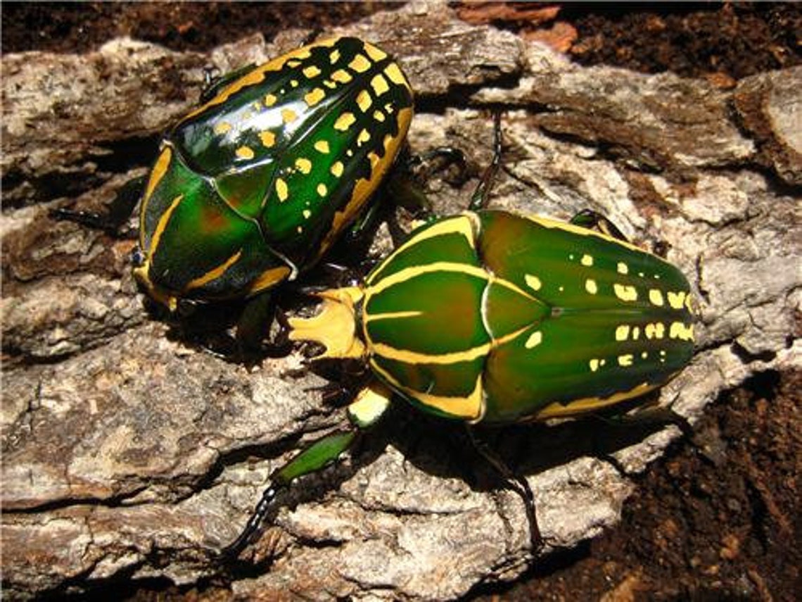 AFRICAN FLOWER BEETLES Glossy Poster Picture Photo Bugs - Etsy