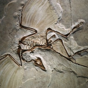 ARQUEOPTERYX URVOGEL BIRD Fossil Póster brillante Imagen Banner Imprimir foto
