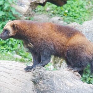 Wolverine Glossy Poster Picture Photo Banner Skunk Bear Glutton Carcajou Conversationprints