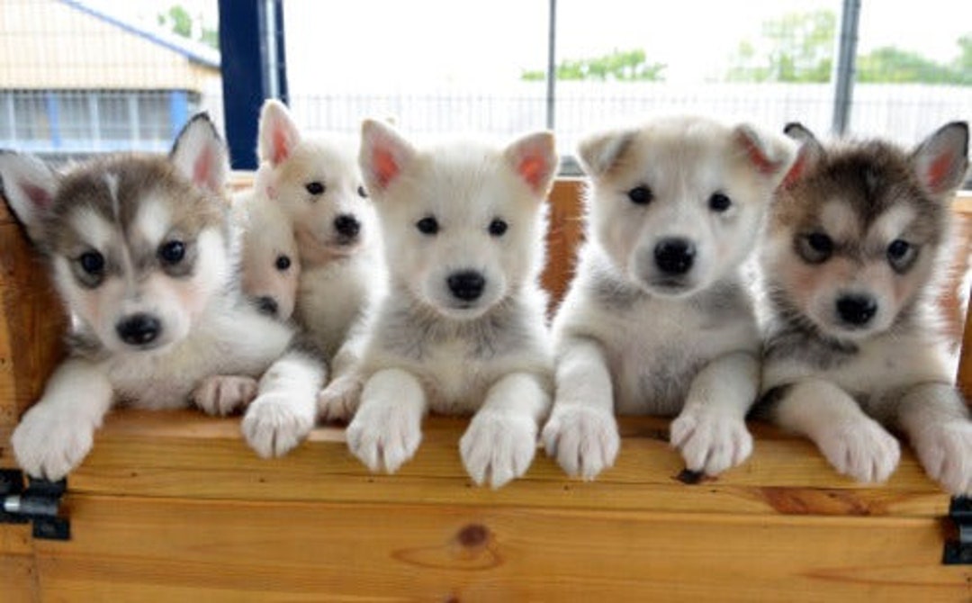 HUSKY PUPPIES GLOSSY Poster Picture Photo Banner Siberian - Etsy