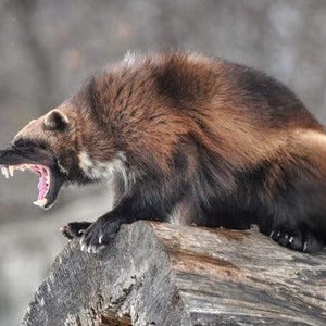 Wolverine Glossy Poster Picture Photo Banner Skunk Bear Glutton Carcajou Conversationprints
