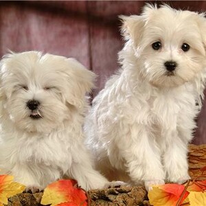 Cute Maltese Puppies Glossy Poster Picture Photo Dog Puppy Fluffy Pet Sweet Conversationprints