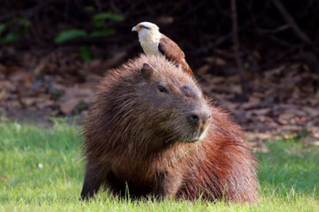 CAPYBARA GLOSSY POSTER Picture Photo Banner Print Capivara Etsy
