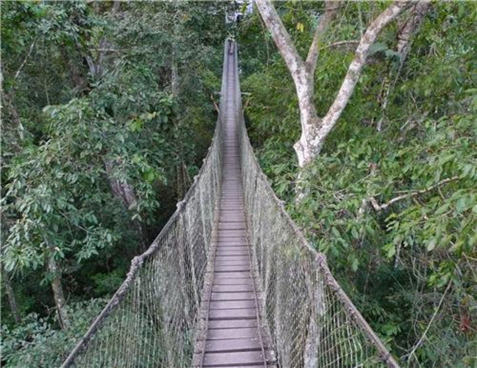 AMAZON RAINFOREST BRIDGE Glossy Poster Picture Photo Safari Etsy
