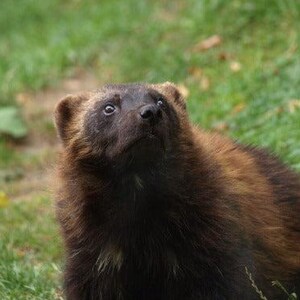 Wolverine Glossy Poster Picture Photo Banner Skunk Bear Glutton Carcajou Conversationprints