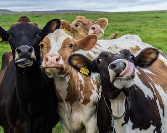 Funny Cows Glossy Poster Picture Photo Print Cattle Dairy Jersey moo Cool 5241