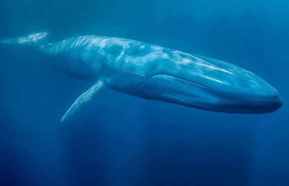 BLUE WHALE GLOSSY Poster Picture Photo Print Banner Marine - Etsy