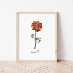 Oktober Geburt Blume Ringelblume | Aquarell Druck | Geschenke für Mama | Botanische Florale Illustration | Geburtsmonat | Wanddekoration | Geschenke für Sie