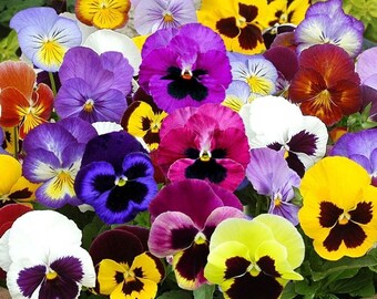 Viola wittrockiana 550 seeds YELLOW with blotch FLOWER Pansy SWISS
