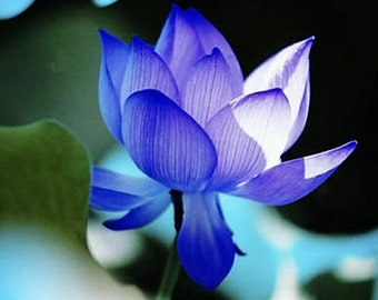 Blue Water Lily Etsy Australia