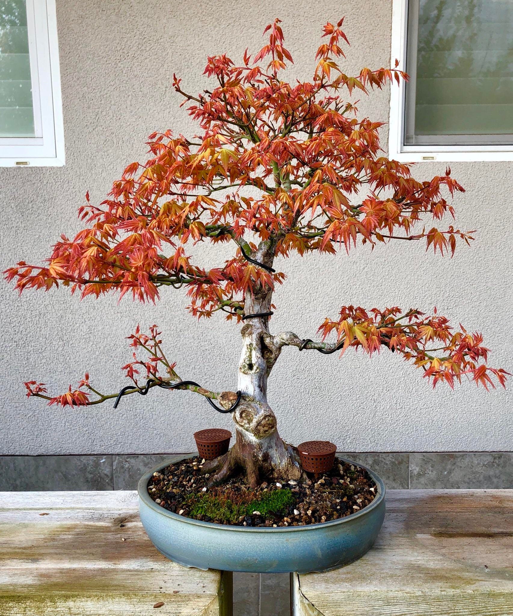 KATSURA TREE SEEDS Cercidiphyllum japonicum Bonsai Japanese Etsy