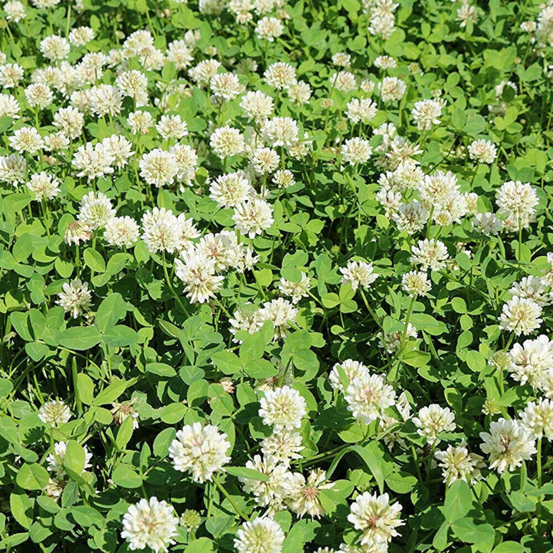 WHITE CLOVER SEEDS Lawn Grass Atract Bee's Etsy Australia
