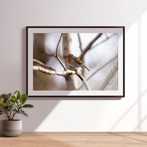 Robin Redbreast Robin in Loch Lomond Poster Print Robin Wall Art Wild Birds Picture Robin Bird Animal Prints Bird Lover Art Scotland Birds