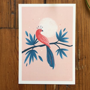 Oiseau de Paradis