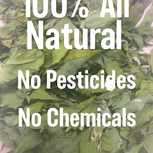 May include: Close-up of fresh Lamb's Quarters leaves. The image features text that reads "100% All Natural, No Pesticides, No Chemicals". The leaves are green and appear to be freshly harvested.