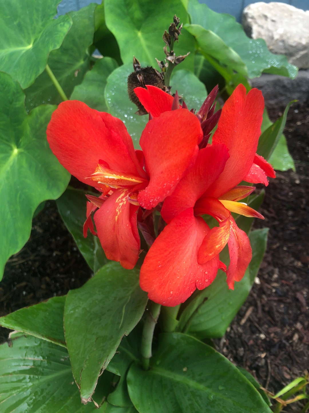 Red Canna Lily Seeds - Etsy