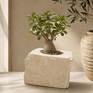 May include: A small green ficus bonsai tree with a thick, bulbous trunk planted in a rectangular, rough-hewn beige stone planter. The surface of the planter is textured and porous, and the soil around the base of the tree is covered in small pebbles.