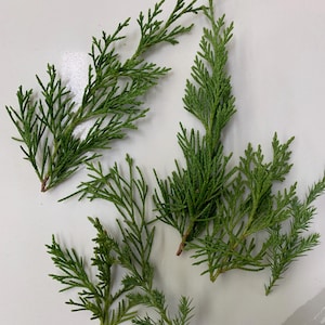 May include: Four individual sprigs of evergreen foliage with scale-like, deep green leaves arranged in a flat, branching pattern. Each sprig features a central stem with smaller, pointed offshoots extending outward, displaying a natural texture.