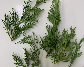 Dried Cedar Leaves with Stems