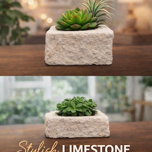 Limestone Succulent Planter, Air Plant