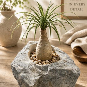 May include: A ponytail palm plant with a thick, textured trunk and long, thin green leaves, potted in a hollowed-out gray stone planter filled with small, light-colored pebbles. The plant sits upright, showcasing its natural, bulbous base.
