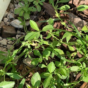 May include: Close-up of green plants with small, oval leaves and thin stems. The plants are growing among small rocks and wood chips. The leaves are a vibrant green color, and some have small holes. The image is well-lit, showing the details of the plants.