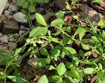 Frogfruit, Turkey Tangle Live Runners, Dried Herb