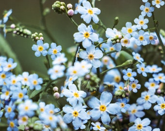 Forget me not Flower Photo Digital Download| Flower Printable Wall Art| Home Wall Decor| Floral Digital Print| Digital Photo| Gift