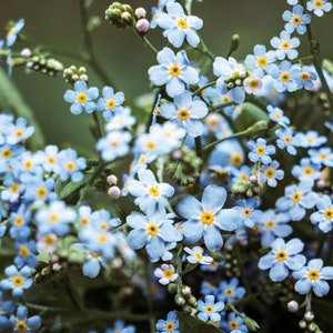 Forget me not Flower Photo Digital Download| Flower Printable Wall Art| Home Wall Decor| Floral Digital Print| Digital Photo| Gift