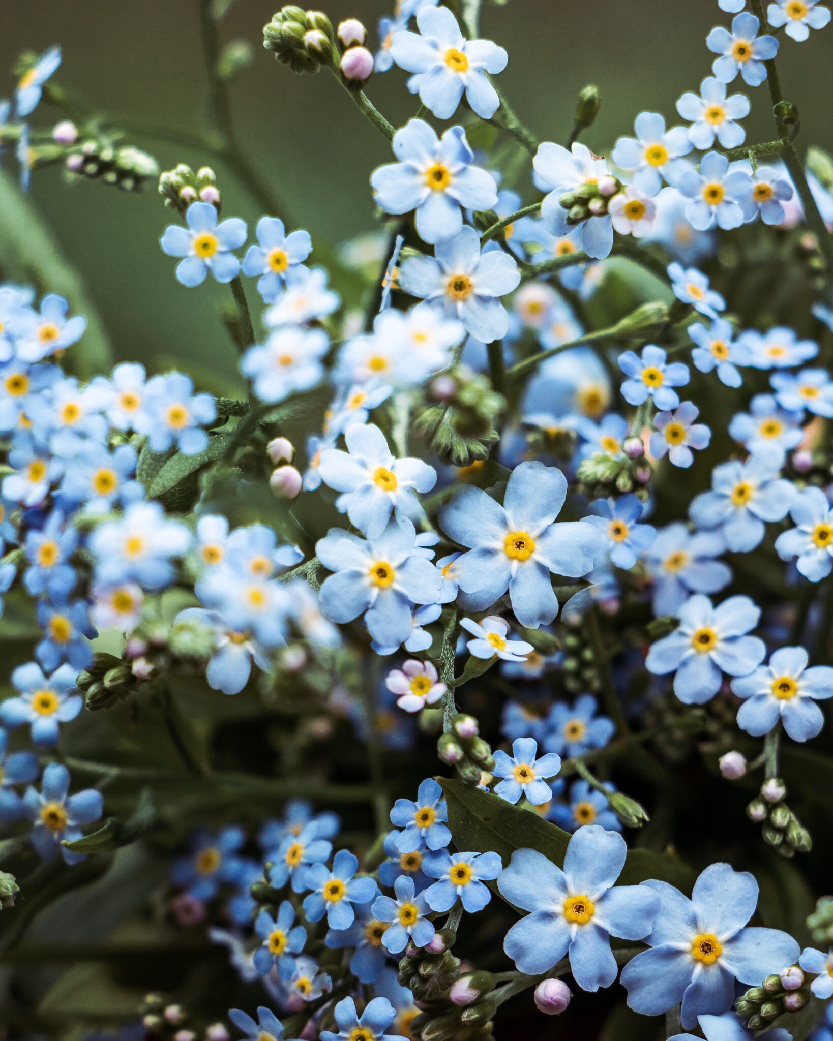 Forget Me Not Flower Photo Digital Download| Flower Printable Wall Art ...