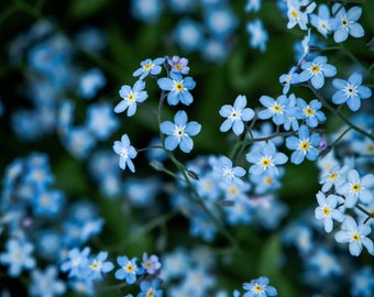 Forget me not Flower Photo Digital Download| Flower Printable Wall Art| Home Wall Decor| Floral Digital Print| Digital Photo| Gift