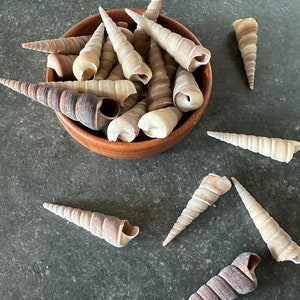 Könnte beinhalten: Eine Holzschale gefüllt mit einer Sammlung brauner und weißer Muscheln. Die Muscheln sind lang und spitz, mit einem Spiralmuster. Es liegen auch mehrere Muscheln auf einer grauen Oberfläche um die Schale herum.