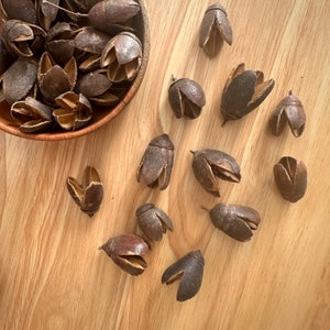 Peut inclure: Une collection de gousses de graines séchées brunes de différentes formes et tailles. Les gousses sont disposées sur une surface en bois.