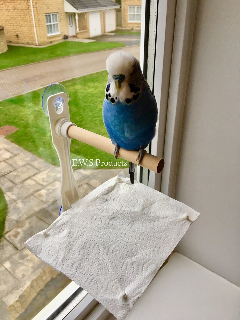 Bird Perch Perfect Perch To Stick To Windows Or Mirrors Etsy