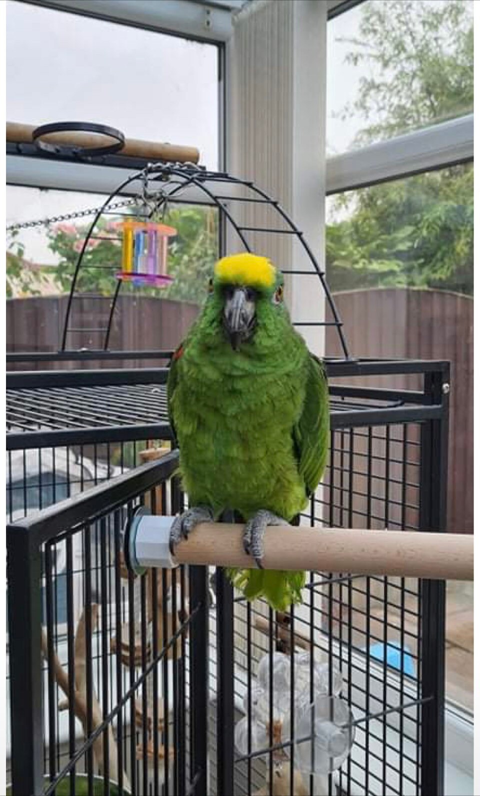 Bird Perch Cage Perch Large Natural Wooden Large Perch for Parrots ...