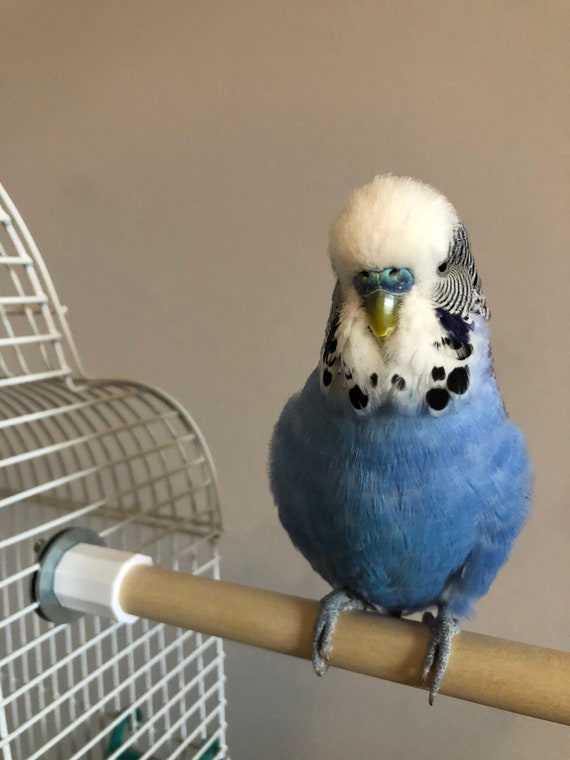 wooden perches for bird cages