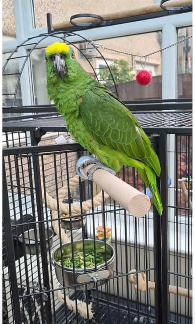 Bird Perch Cage Perch Large Natural Wooden Large Perch for Parrots ...