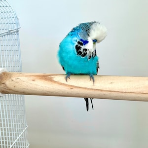 Große Naturholz Vogelkäfigstange für Papageien, Kakadus usw., unbehandeltes Birkenholz, Holzvogelkäfigständer