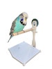 Stick On Portable Bird Perch Which Has Droppings Tray, Perfect Window bird Perch / Shower Bird Perch For Small - medium birds. 