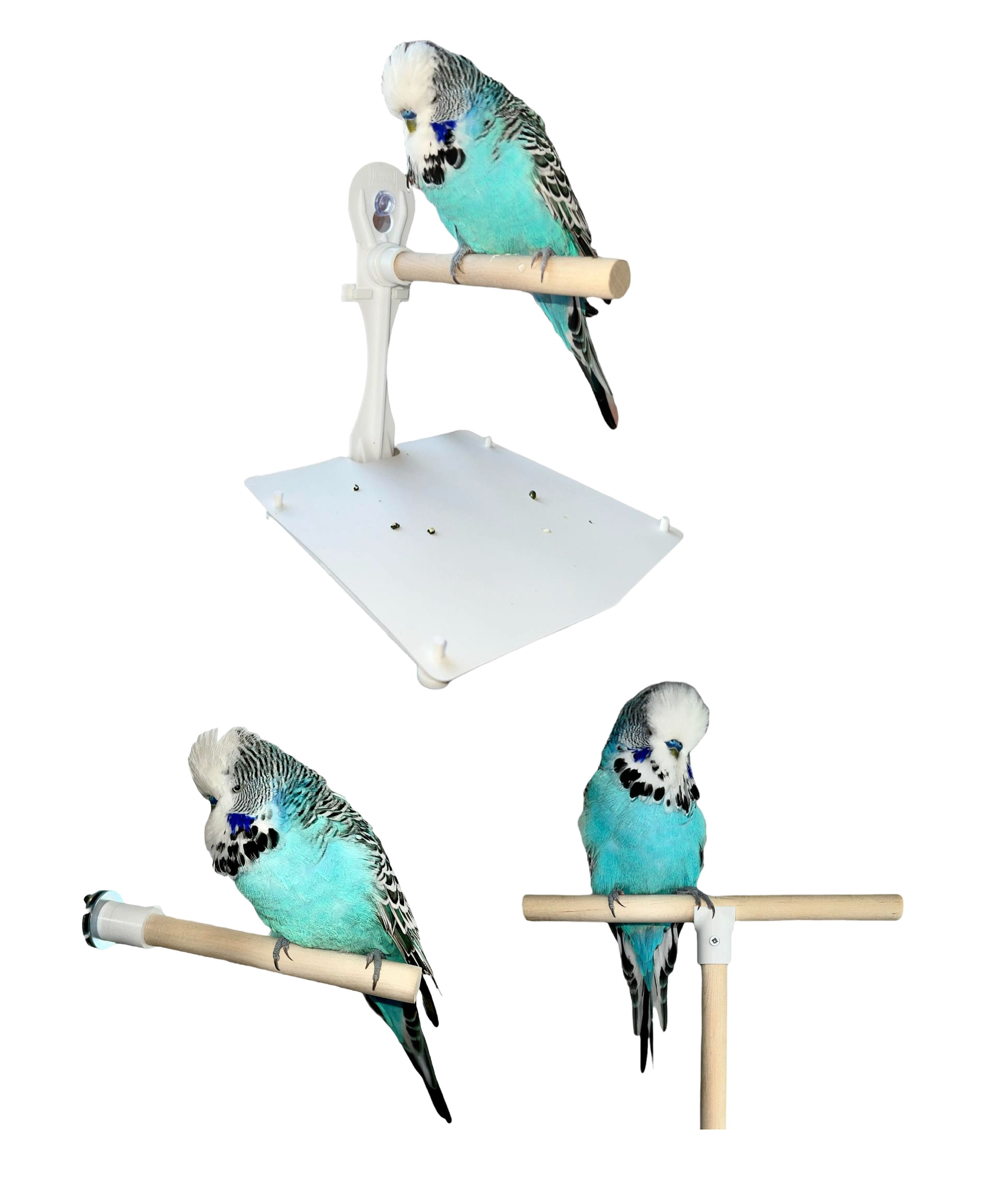 Stick on Portable Bird Perch Which Has Droppings Tray and Removable Cover,  Window Bird Perch / Shower Bird Perch for Small Medium Birds. 