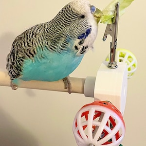 Bird Perch Toy with Rotating Balls + Food Clamps for Budgies, Cockatiels, Parrotlets, Etc. (Small - Medium Birds) 15mm in diameter 20cm long