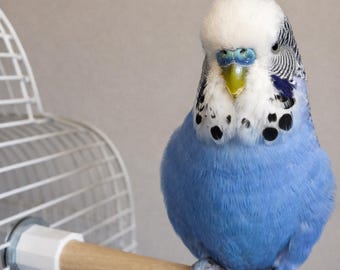 Perchas de madera para pájaros, con ajuste de rosca, madera natural sin tratar, 15 mm de diámetro