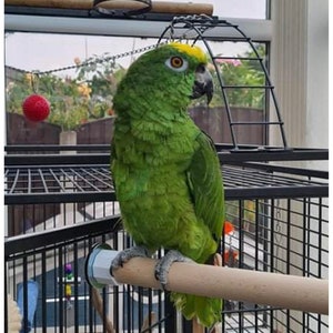 Bird Perch Cage Perch Large Natural Wooden Large Perch For Parrots, Macaws, Parrots, Cockatoo. (30mm diameter)