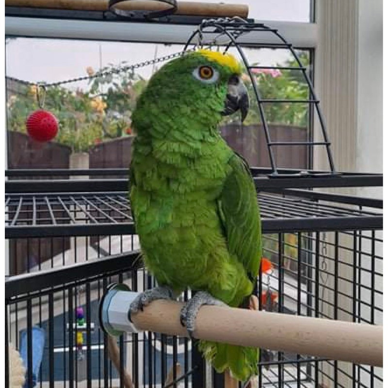 Photo inspiration: Fresh Look at Perches For Macaw