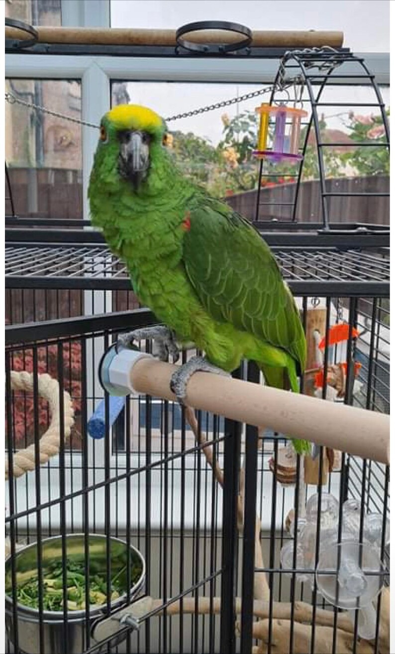 Bird Perch Cage Perch Large Natural Wooden Large Perch for Parrots ...